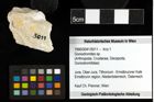 Foto (Objekt + Etiketten) von Goniodromites sp. 